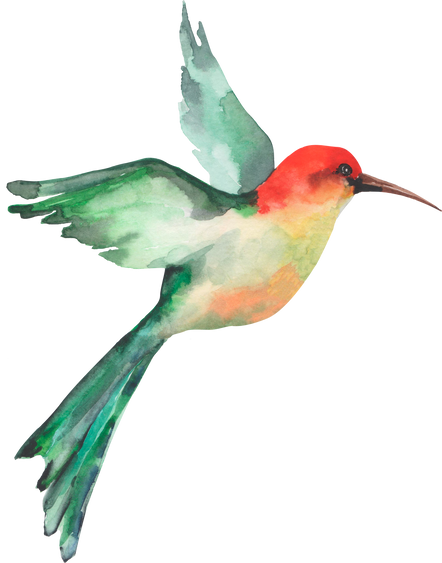 Flying Hummingbird Watercolor